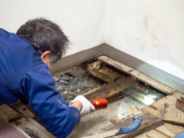 Best Mold Testing  in Carey, ID
