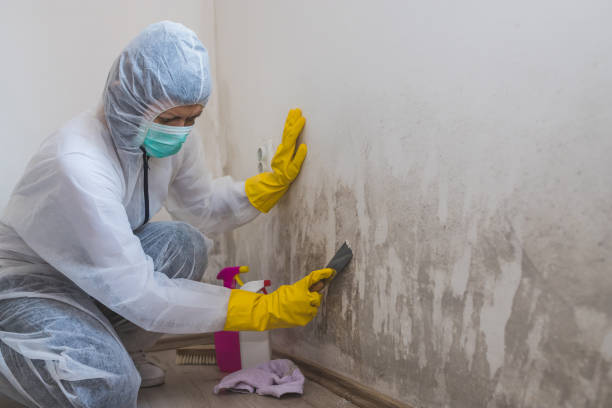 Mold Removal Process in Carey, ID