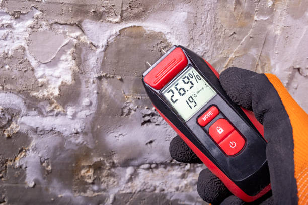 Best Toxic Mold Removal  in Carey, ID