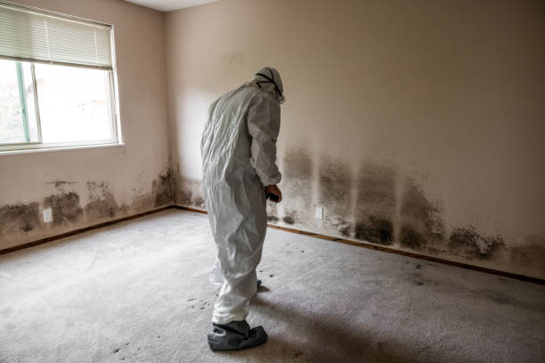 Home Mold Removal in Carey, ID
