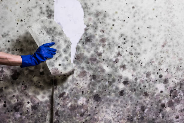 Best Office Mold Removal Services  in Carey, ID
