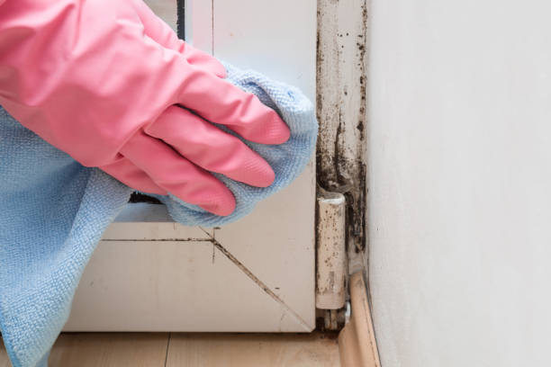 Best Mold Removal and Inspection  in Carey, ID