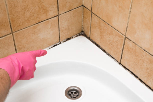 Best Affordable Mold Removal  in Carey, ID